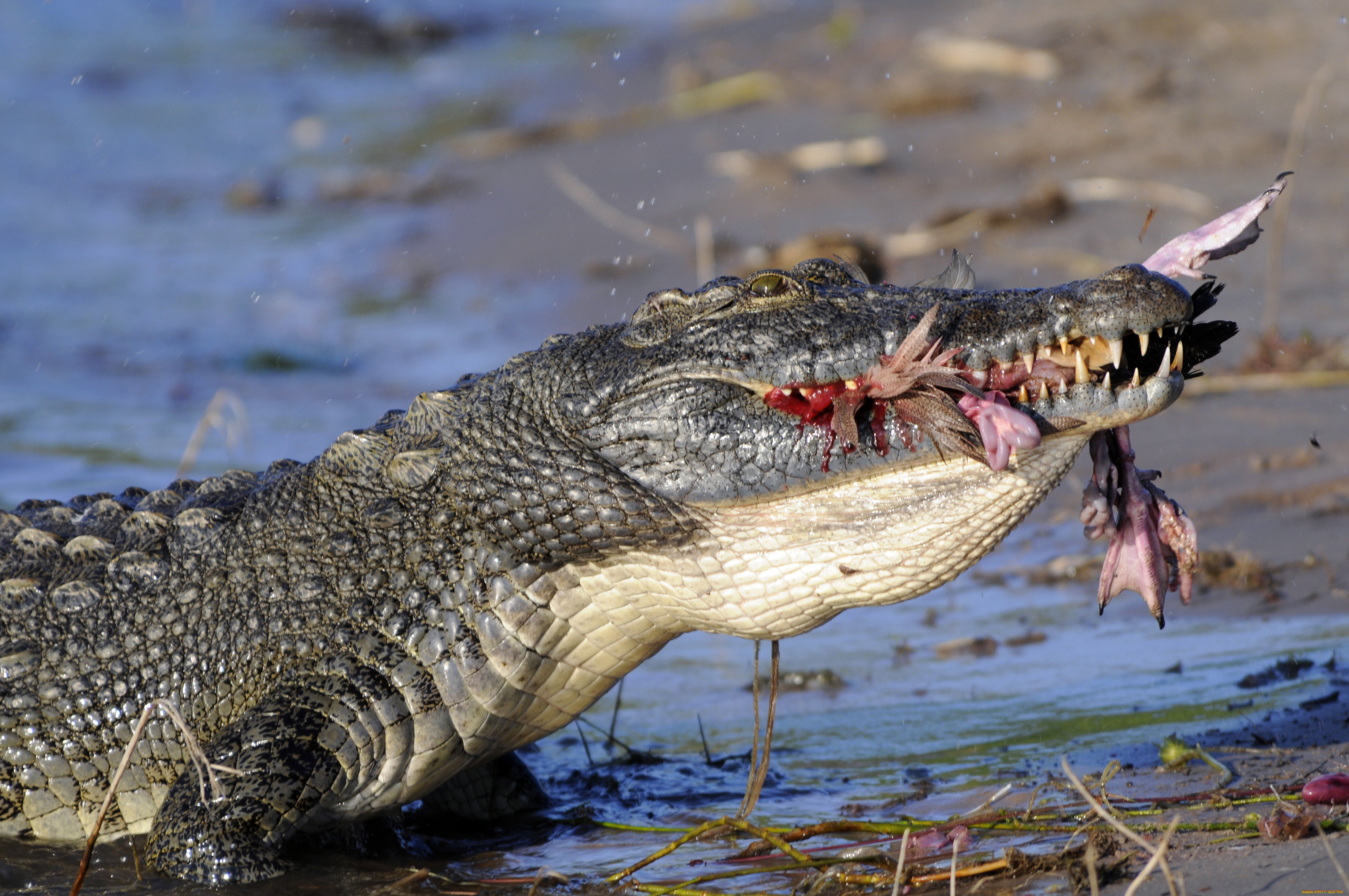 Какие животные поедают. Нильский Аллигатор. Африканский узкорылый крокодил. Малагасийский Нильский крокодил. Нильский крокодил охота.